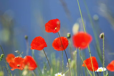 Close-up of red poppy flowers