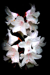 Close-up of flowers against black background