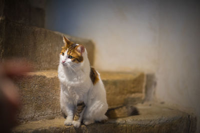 Cat sitting on wall