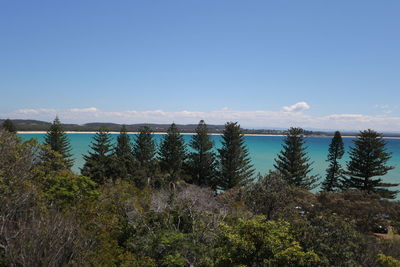 Scenic view of trees against clear blue sky