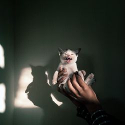 Portrait of young man holding hands