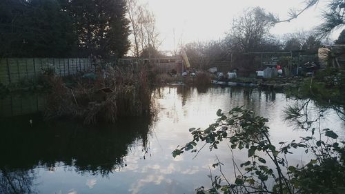 Reflection of trees in water