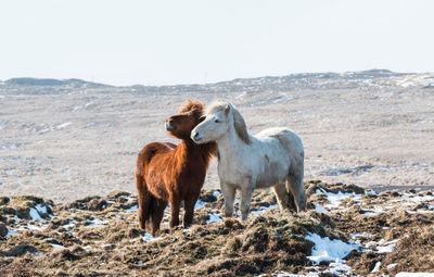 Ponies on field against clear sky