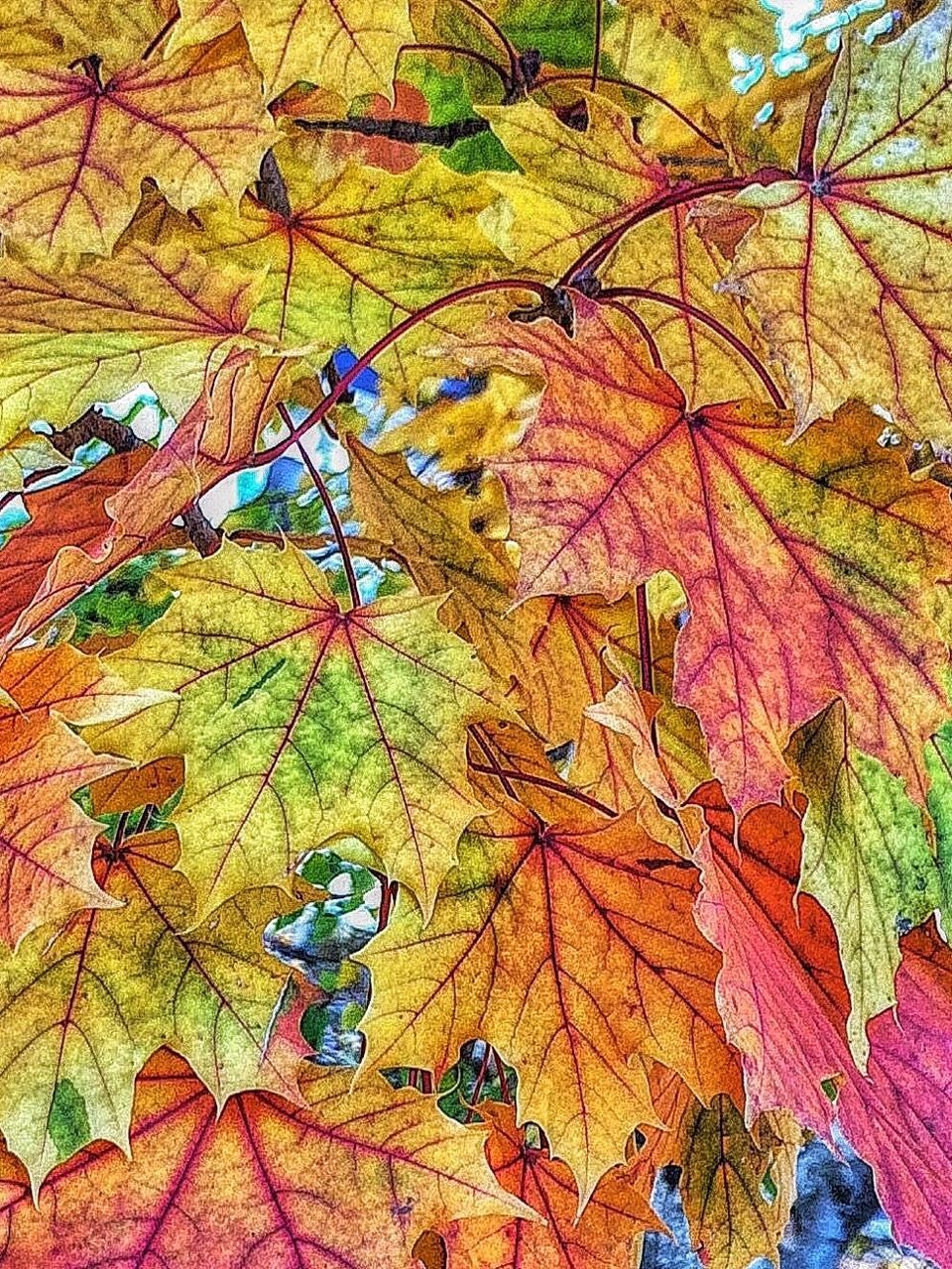 leaf, autumn, change, tree, branch, leaves, season, nature, leaf vein, tranquility, growth, beauty in nature, multi colored, day, close-up, green color, maple leaf, outdoors, no people, natural pattern