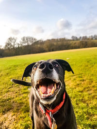 Close-up of a dog on field