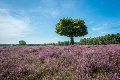 Scenic view of lavender field against sky