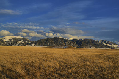 Antelope roaming a field in front of the madison mountain range