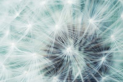 Close-up of dandelion on plant