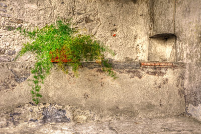 Full frame shot of plants