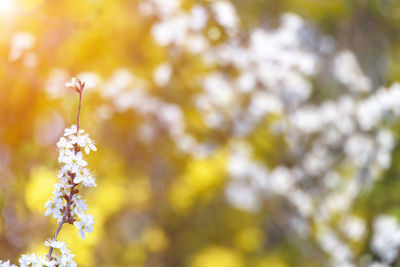 Close-up of yellow flowering plant