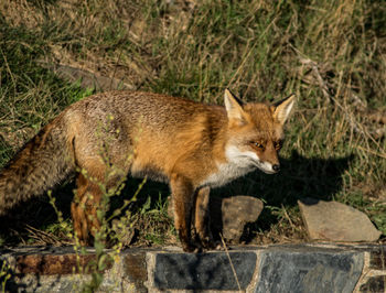 Side view of an animal on grass