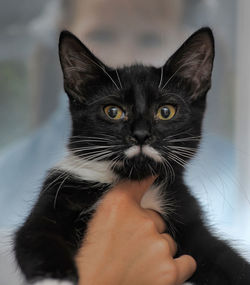 Close-up portrait of cat with hand