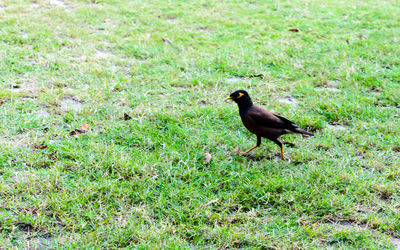 Bird perching on a field