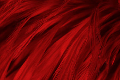 Beautiful dark red maroon feather pattern texture background