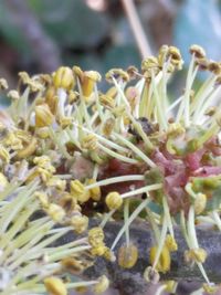 Close up of leaves