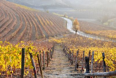 Scenic view of vineyard during autumn