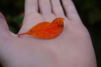 Close-up of hand holding red leaf resembling lips during autumn