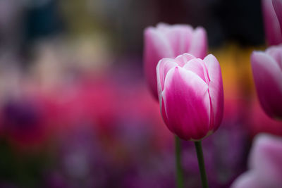 Close-up of pink tulip