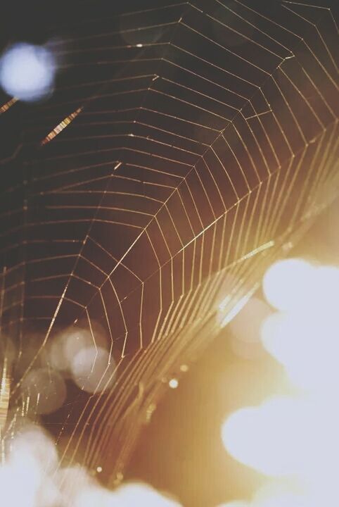 spider web, close-up, night, water, selective focus, reflection, focus on foreground, nature, outdoors, motion, low angle view, no people, wet, pattern, drop, illuminated, blurred motion, connection, natural pattern