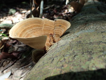 Close-up of mushroom growing on field