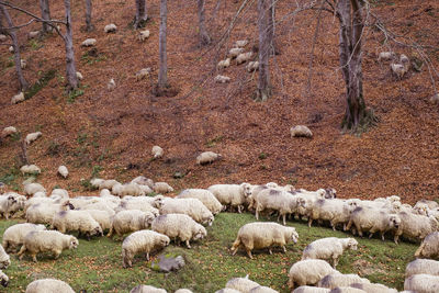 View of sheep on field