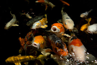 Close-up of koi fish in sea