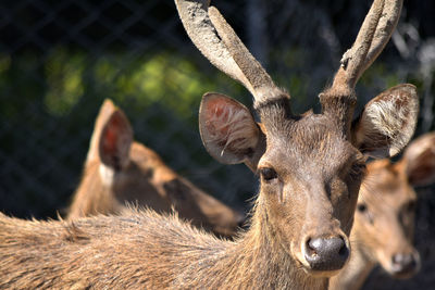 Close-up portrait of deer