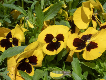 Close-up of yellow flowering plant