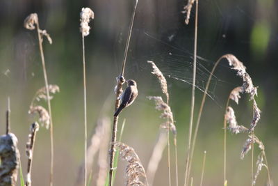 Close up of a reed warbler picking at a cattail 