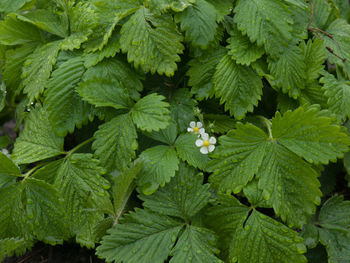 Full frame shot of green plant