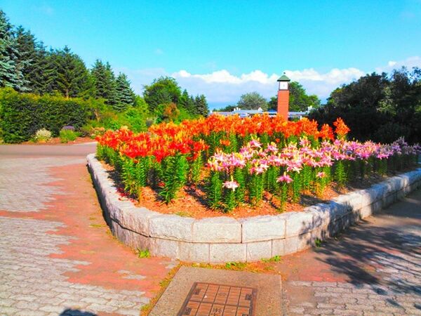 flower, freshness, growth, plant, beauty in nature, sky, fragility, nature, built structure, tree, architecture, multi colored, blossom, petal, blooming, day, in bloom, red, building exterior, no people