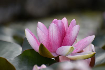 Close-up of pink water lily