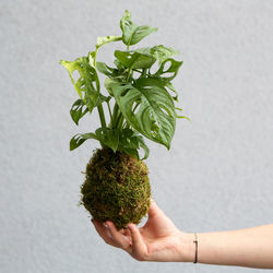 Cropped hand of woman holding plant