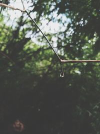 Close-up of branch