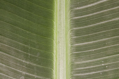 Full frame shot of green leaf