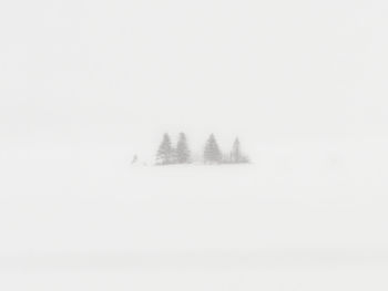 Trees on snow covered landscape against clear sky