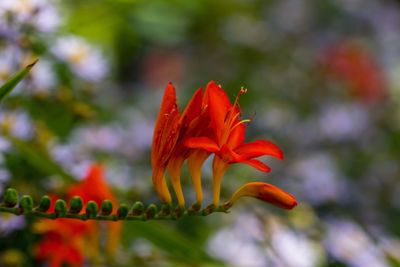 Close-up of red hibiscus blooming outdoors