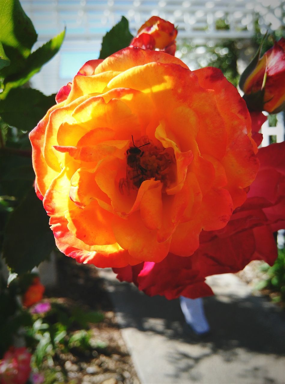 flower, flower head, petal, freshness, red, fragility, close-up, focus on foreground, growth, single flower, beauty in nature, blooming, plant, orange color, nature, pollen, in bloom, day, outdoors, no people