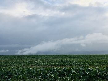 Scenic view of agricultural field against sky