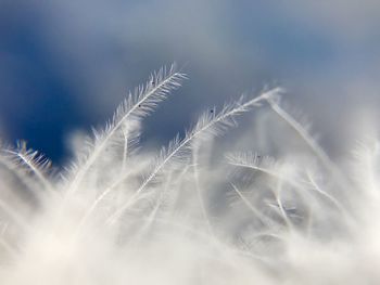 Close-up of dandelion against sky