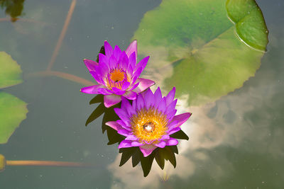 Pink lotus water lily in lake