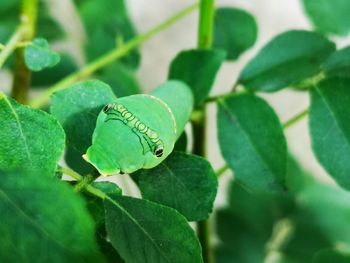 Close-up of insect on leaf