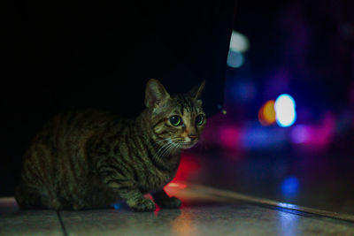 Portrait of a cat sitting on floor