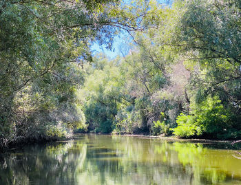 Trees by lake in forest