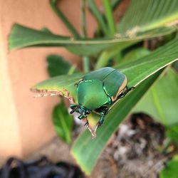 Close-up of insect on leaf