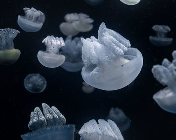 Close-up of jellyfish in sea