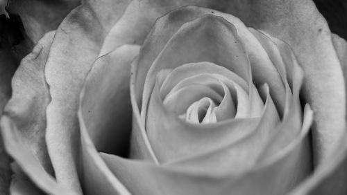 Close-up of rose flower
