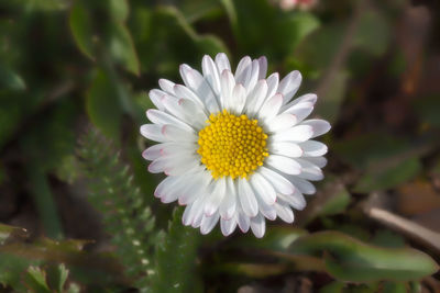 Close-up of white flowers blooming outdoors