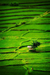 Scenic view of agricultural field