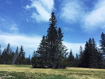 Pine trees on field against sky